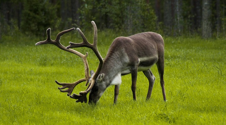 Most famous animals of Finland